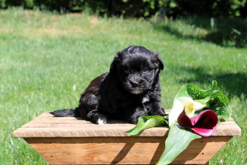 puppy, for, sale, Malsipoo, Matthew B. Stoltzfus, dog, breeder, Gap, PA, dog-breeder, puppy-for-sale, forsale, nearby, find, puppyfind, locator, puppylocator, aca